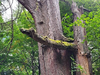 Wanderung der Naturfreunde - Kreuzeckbahn mit Klinghütte - Mühldorfer Alm