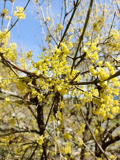 2. Seniorenwanderung der Naturfreunde - Nußdorf-Gaimberg-Runde