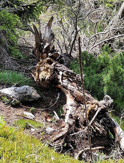 Wanderung der Naturfreunde - Rauchkofel