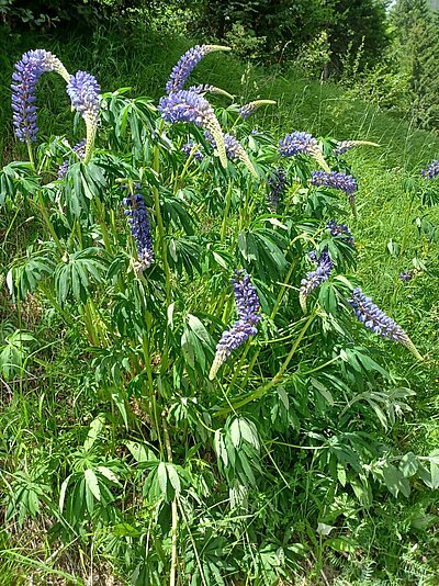 11. Seniorenwanderung der Naturfreunde - Penzelberg