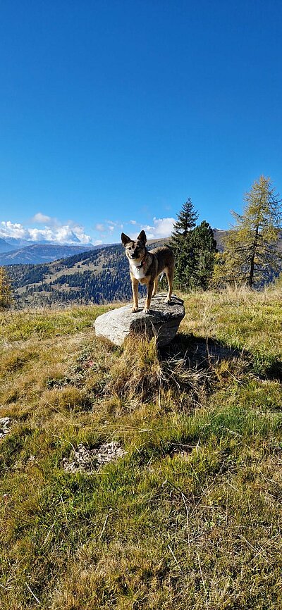 Wanderung der Naturfreunde - Winklerner Almsee