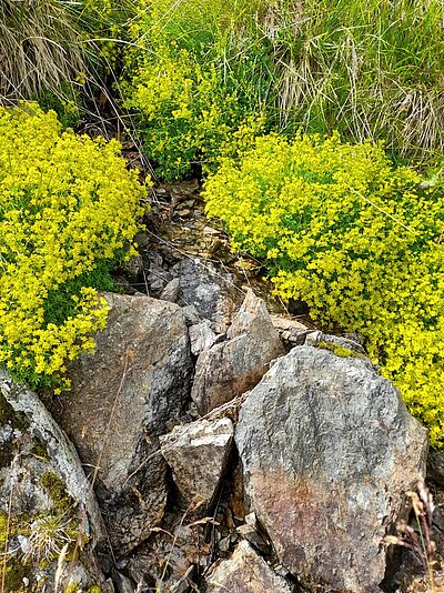 Wanderung der Naturfreunde - Obere Zraunighütte 2077m bzw. Stanitzkopf 2173m
