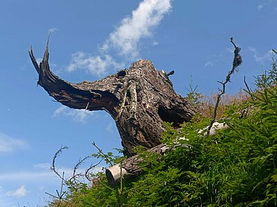 Wanderung der Naturfreunde - Zunig Alm