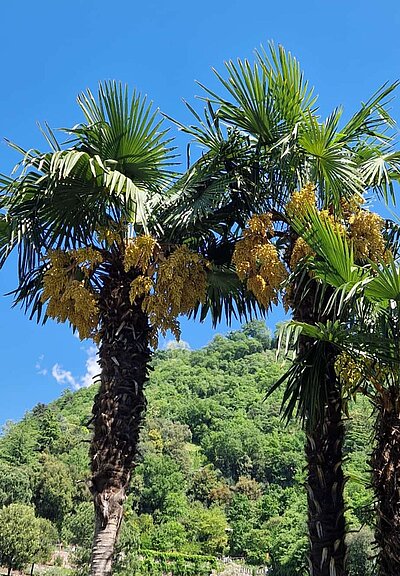Ausflug der Naturfreunde - Gärten von Schloss Trauttmansdorff