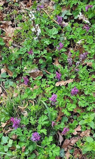 2. Seniorenwanderung der Naturfreunde - Nußdorf-Gaimberg-Runde