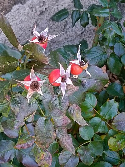 Abschlusswanderung der Naturfreunde - Sonnenrunde