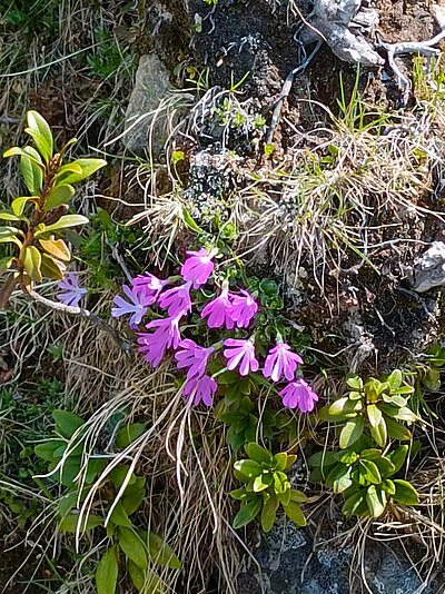 Sonntagswanderung der Naturfreunde - Hochschoberhütte