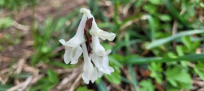 Wanderung der Naturfreunde - Zick Zack Steig