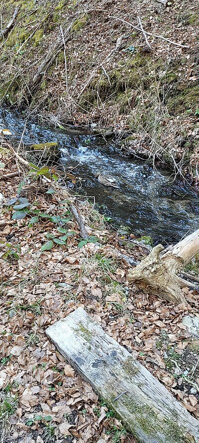 3. Seniorenwanderung der Naturfreunde - Tristacher-Seen-Runde