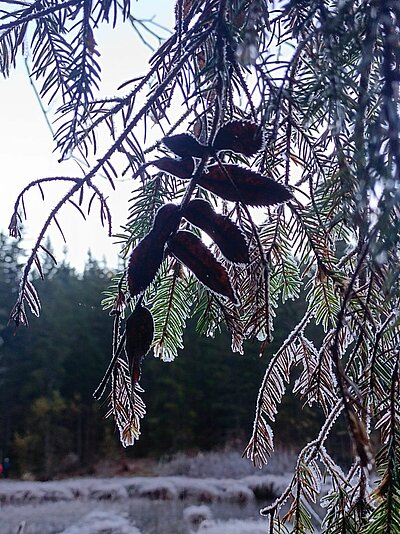 Wanderung der Naturfreunde - Tristachersee und Alter See Runde