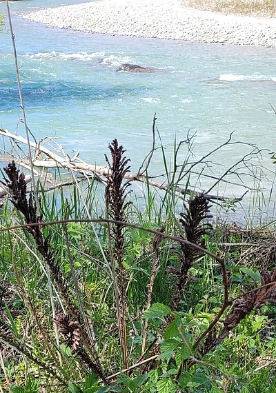 Wanderung der Naturfreunde - Iseltrail 1 (Pfister bis Glanzer Brücke)