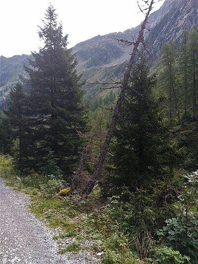 16. Seniorenwanderung der Naturfreunde - Hochweißsteinhaus