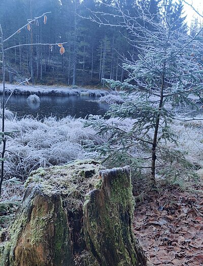 Wanderung der Naturfreunde - Tristachersee und Alter See Runde