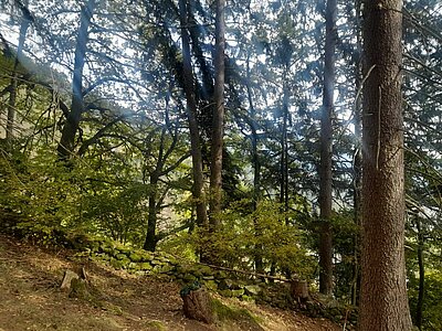 25. Seniorenwanderung der Naturfreunde - Jaggler Kreuz-Runde