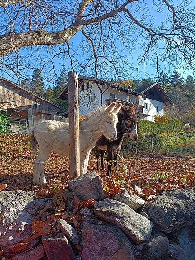 Abschlusswanderung der Naturfreunde - Sonnenrunde