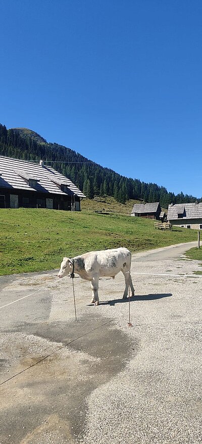 Wanderung der Naturfreunde - Egger Alm in Hermagor