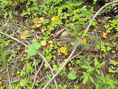 13. Seniorenwanderung der Naturfreunde - Lainacher Kuhalm