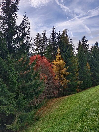 Wanderung der Naturfreunde - Peterskirchl Toblach/Aufkirchen