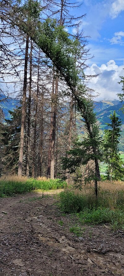 Wanderung der Naturfreunde - Zunig Alm