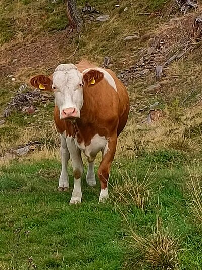 Wanderung der Naturfreunde - Leppner Alm
