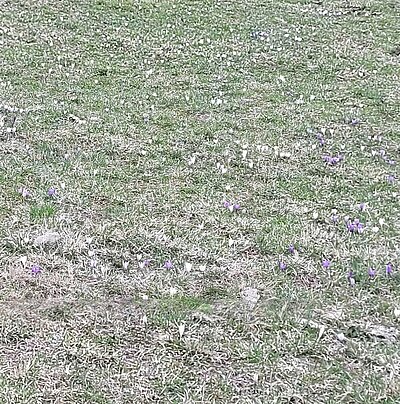 Frühlingswanderung der Naturfreunde am Iselsberg