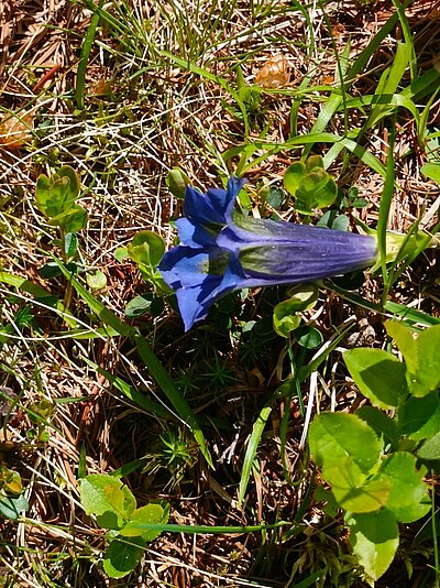 10. Seniorenwanderung der Naturfreunde - Winklerner Hütte