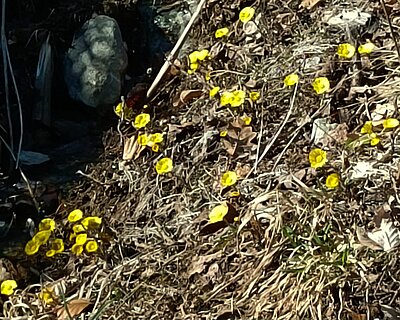 Wanderung der Naturfreunde - Reiter Kirchl