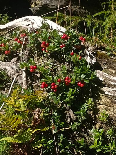 Wanderung der Naturfreunde - Trojeralm