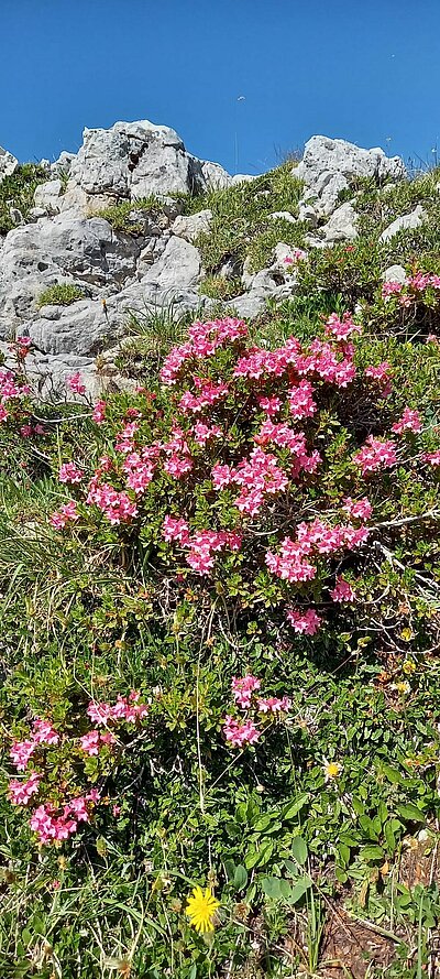 11. Seniorenwanderung der Naturfreunde 2022 - AVERAU- und NUVOLAUHÜTTEN