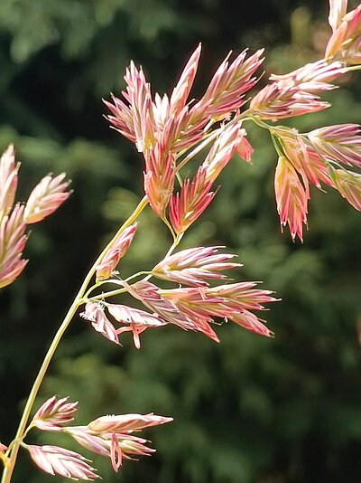 Wanderung der Naturfreunde - Peterskirchl Toblach/Aufkirchen