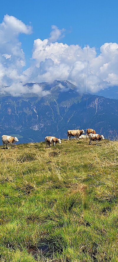 Wanderung der Naturfreunde - Zollnerseehütte