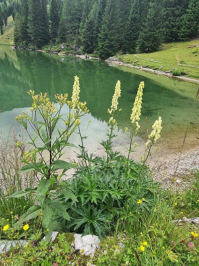 Wanderung der Naturfreunde - Porzehütte
