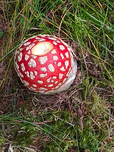 Wanderung der Naturfreunde - Zunig Alm