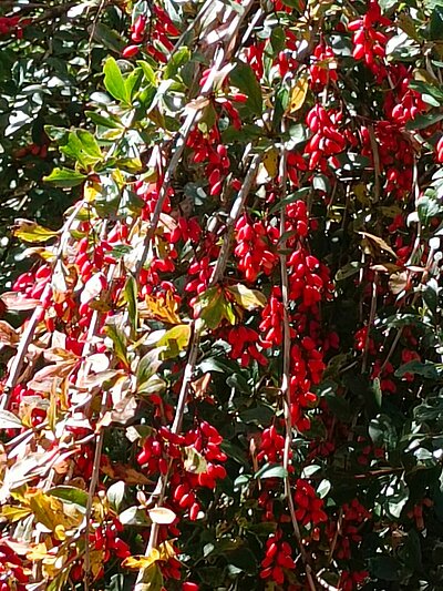 Wanderung der Naturfreunde - Dreischusterhütte