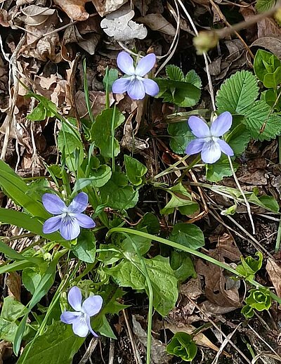 2. Seniorenwanderung der Naturfreunde - Nußdorf-Gaimberg-Runde