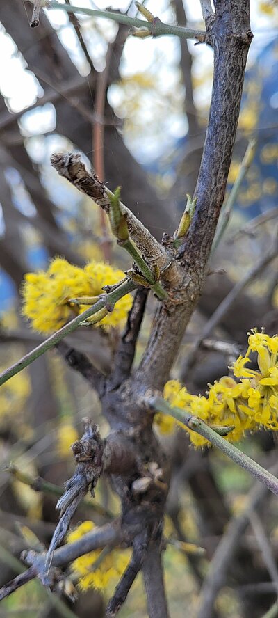 1. Seniorenwanderung der Naturfreunde - Frühlingswanderung Thurn