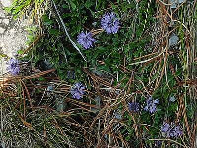 Wanderung der Naturfreunde - Rauchkofel