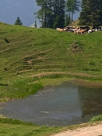 Wanderung der Naturfreunde - Kohlröslhütte 1534m