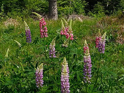 Wanderung der Naturfreunde - Lavant-Tristach-Runde