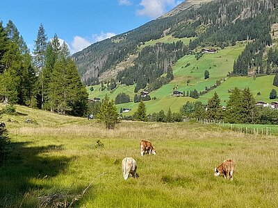 Wanderung der Naturfreunde - Wassererlebnisweg St. Jakob i.Def.