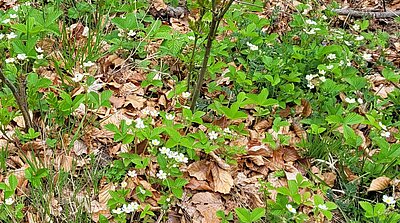 6. Seniorenwanderung der Naturfreunde - Reiter Kirchl