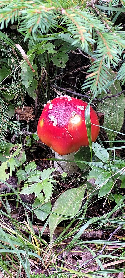 Wanderung der Naturfreunde - Kreuzeckbahn mit Klinghütte - Mühldorfer Alm