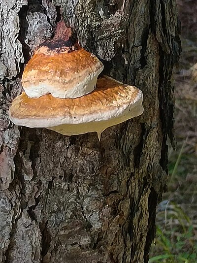 Wanderung der Naturfreunde - Nemes Alm