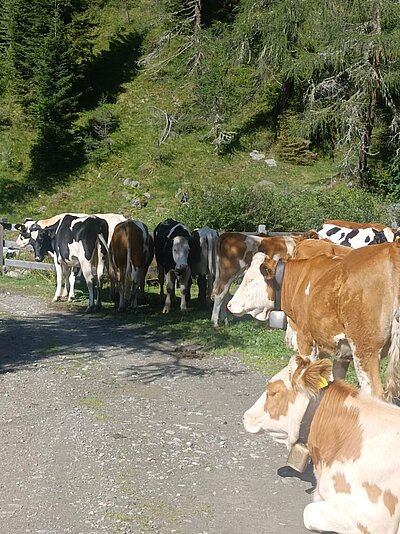 Wanderung der Naturfreunde - Trojeralm