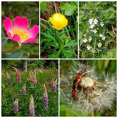 Wanderung der Naturfreunde - Lavant-Tristach-Runde