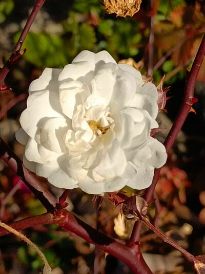 Abschlusswanderung der Naturfreunde - Sonnenrunde