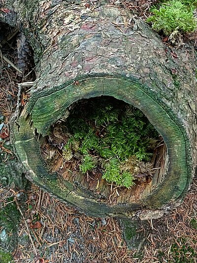 Wanderung der Naturfreunde - Peterskirchl Toblach/Aufkirchen