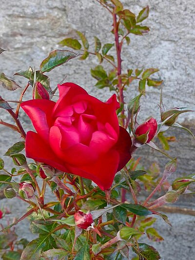 Abschlusswanderung der Naturfreunde - Sonnenrunde