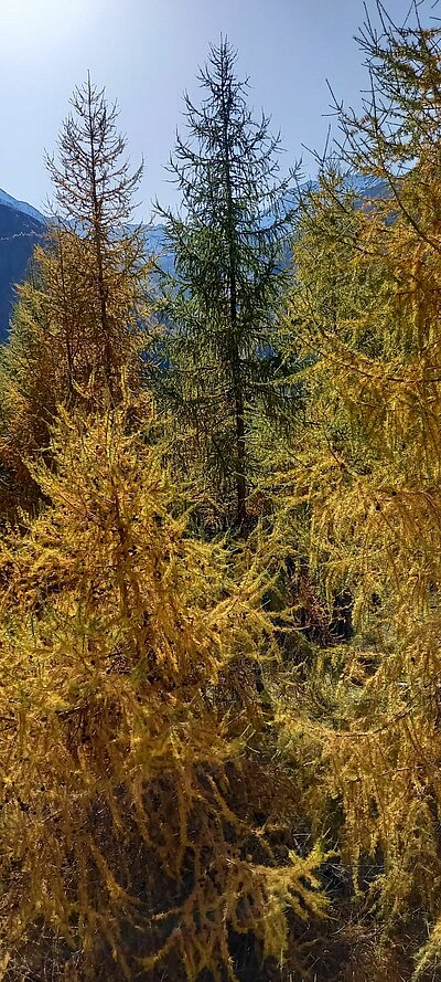 19. Seniorenwanderung der Naturfreunde 2022 - Stabanthütte