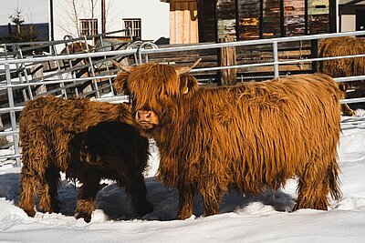 Schneeschuhwanderung der Naturfreunde in Obertilliach